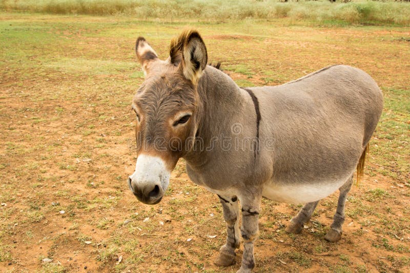Big Donkey stock photos