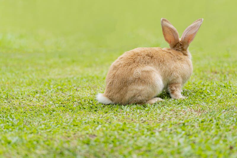 Big Ears Rabbit Walks Around on Grass. Close Up Bunny Rabbit on Back