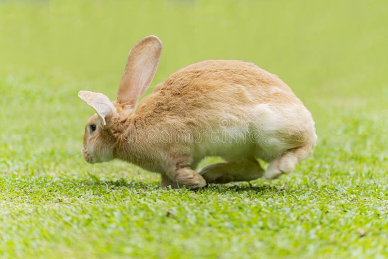 Big Ears Rabbit Walks Around on Grass. Close Up Bunny Rabbit on Front
