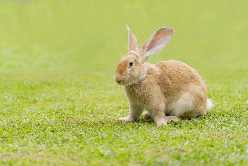 Big Ears Rabbit Walks Around on Grass. Close Up Bunny Rabbit on Front
