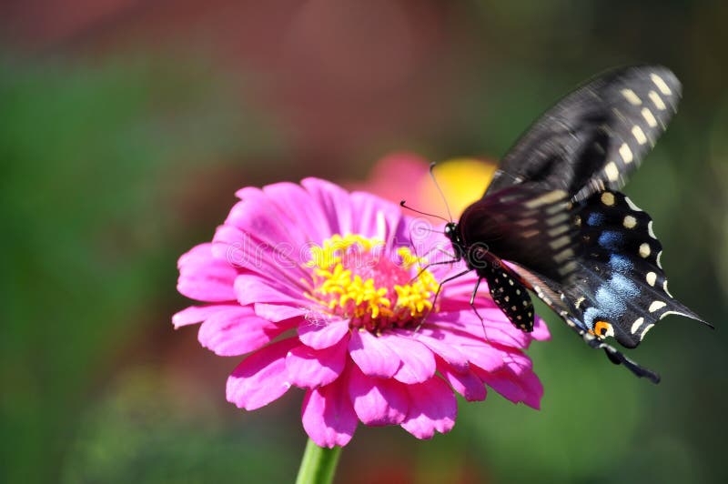 Big, eastern swallowtail butterfly feeding on zinnia flower in the garden. Copy space. Big, eastern swallowtail butterfly feeding on zinnia flower in the garden. Copy space.