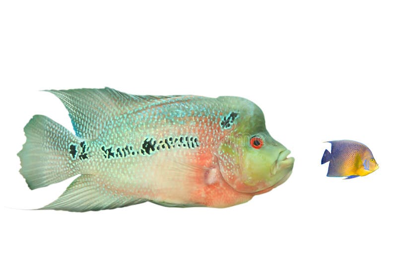 Big eats small royalty free stock image