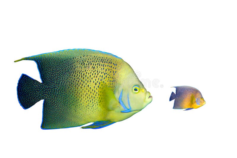 Big eats small royalty free stock image
