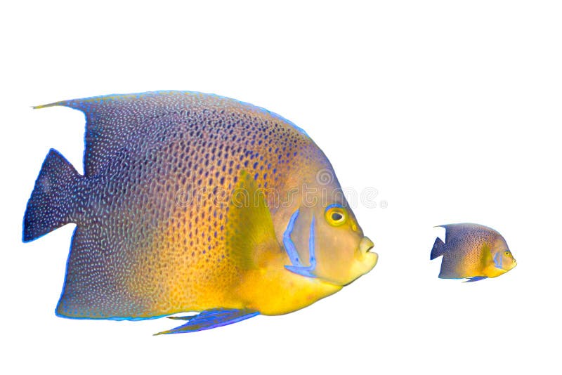 Big eats small royalty free stock images