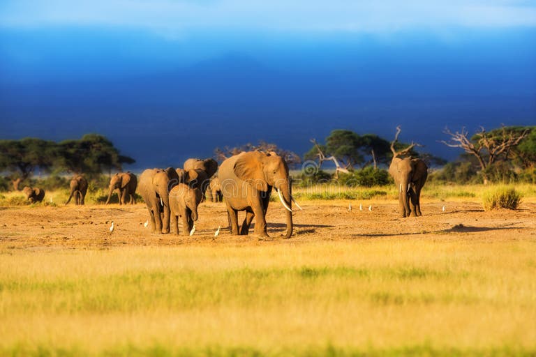 64,948 Big Elephant Stock Photos - Free & Royalty-Free Stock Photos
