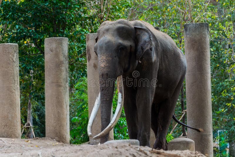 Big elephant long ivory. stock image
