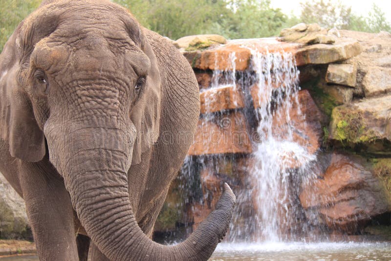 African elephant drinking from waterfall stock photos African elephant drinking from waterfall stock photos