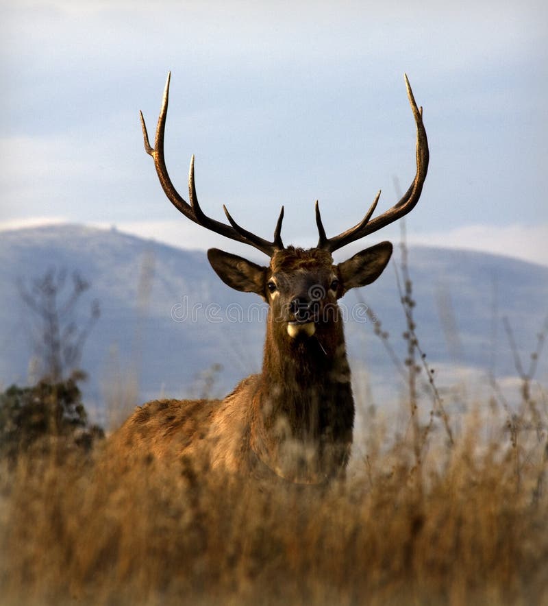Big Elk Large Rack Horns Montana