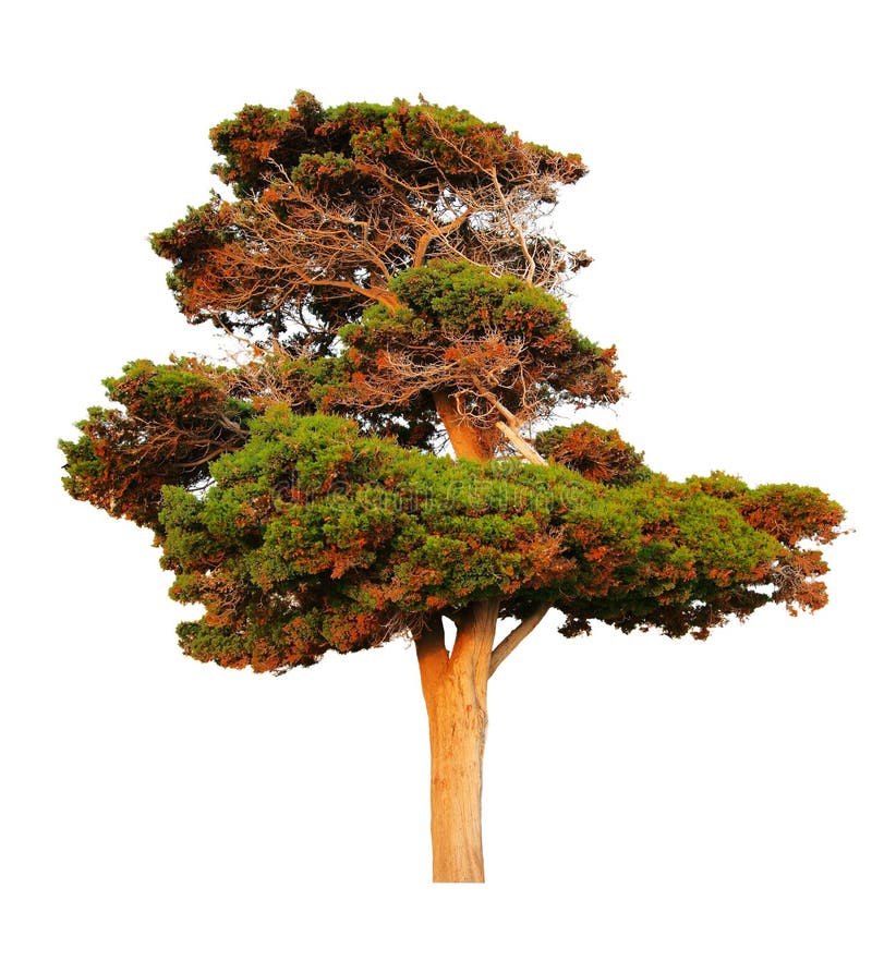 Big evergreen pine tree royalty free stock images Big evergreen pine tree royalty free stock images