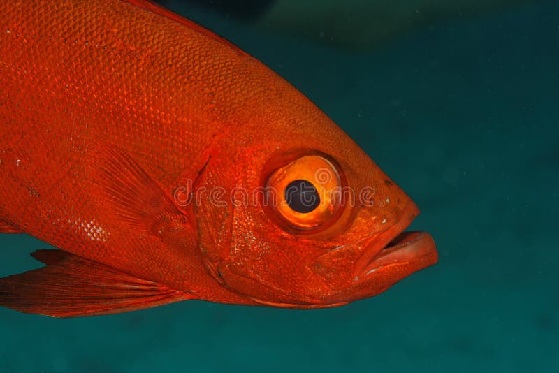 Big Eye Fish (Priacanthus Hamrur) Thailand Stock Photo Image of
