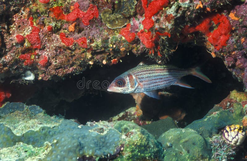 Big Eye Squirrelfish