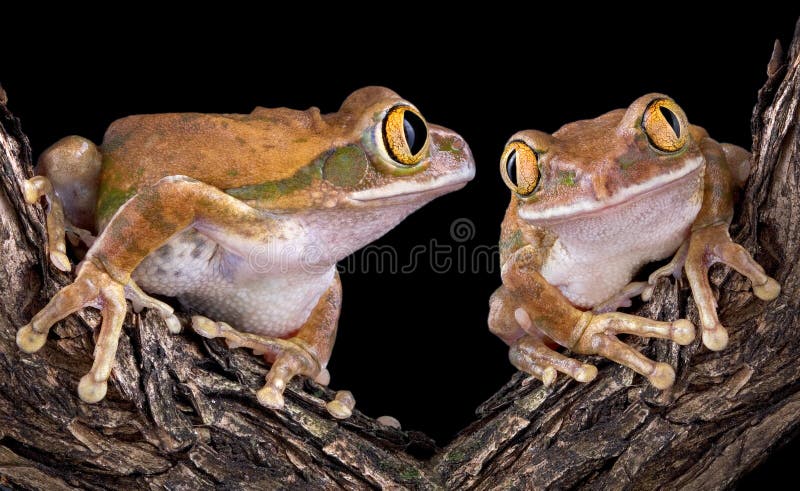 Big-eyed tree frog love stock photo. Image of aster, bulging - 6615274