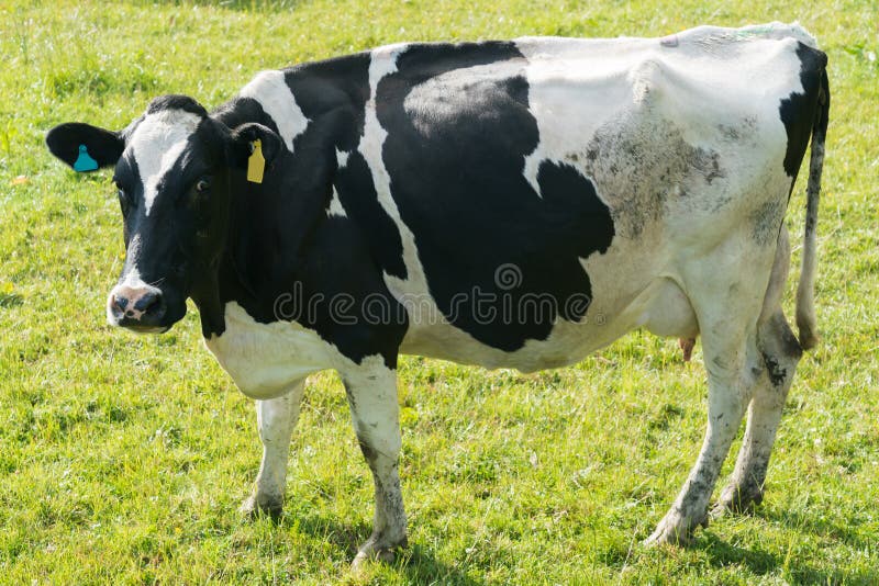 Big fat black and white cow farm animal