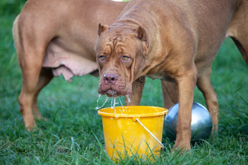 Big fat brown pitbull on the lawn with yellow water bucket Dogs eat a lot of water in the