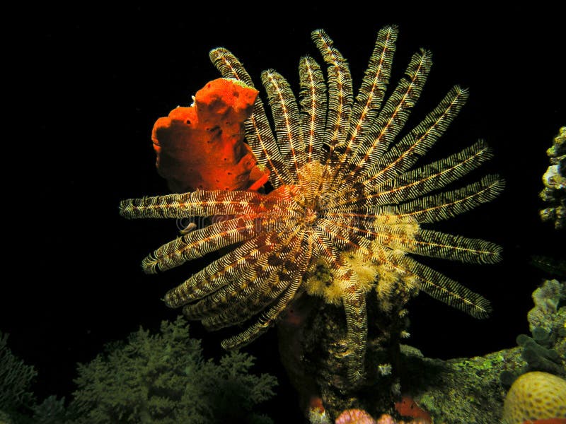 Big feather star fish