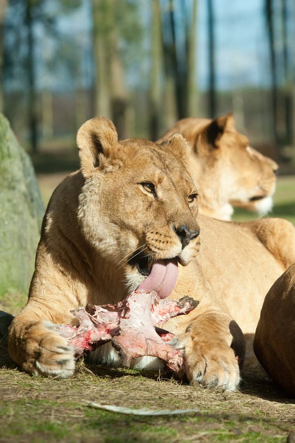 Big female African lion eating