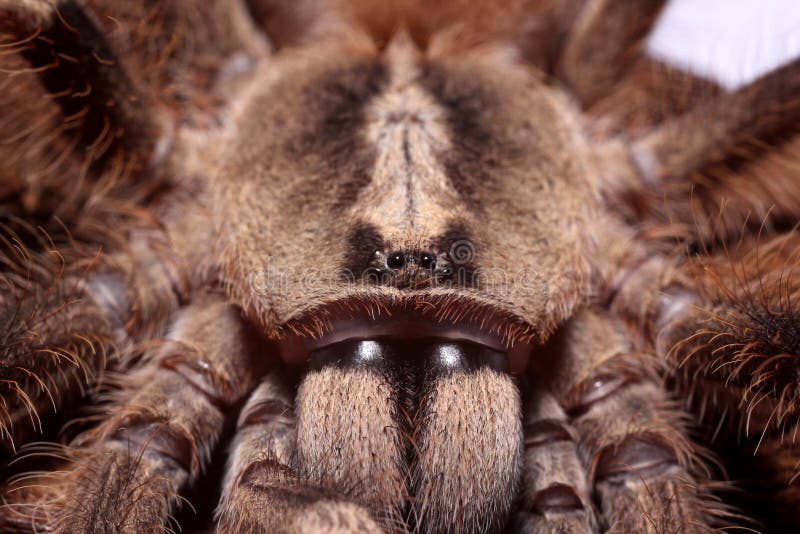 Big female of ivory-billed ornamental Tarantula or montane tiger spider Tarantula Poecilotheria subfusca closeup