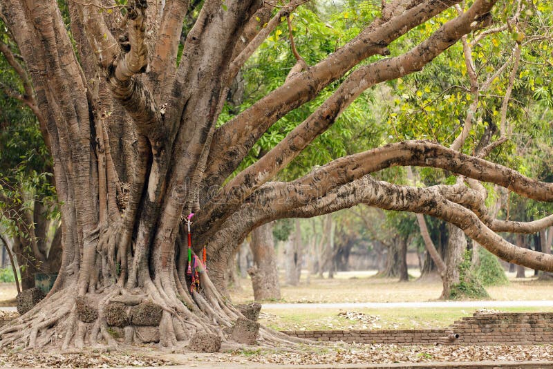 Big ficus tree royalty free stock photo