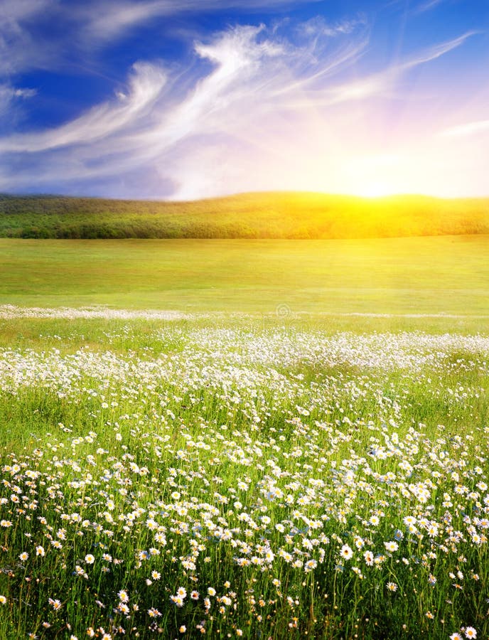 Big Field of Flowers on Sunrise. Stock Photo - Image of growth, long:  20720054