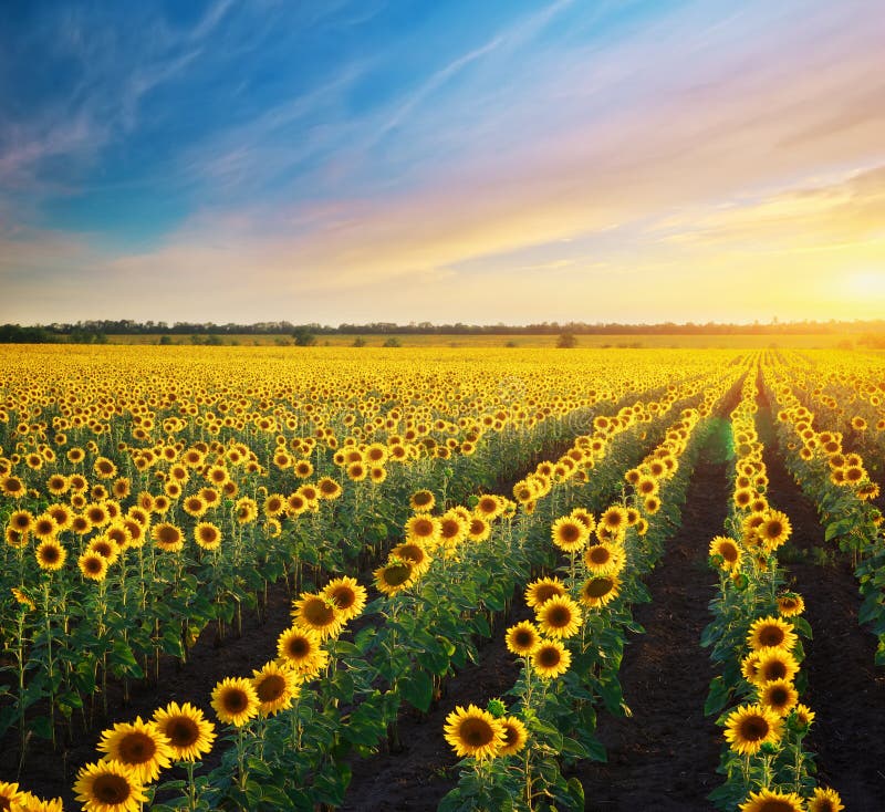 Big field of sunflowers.