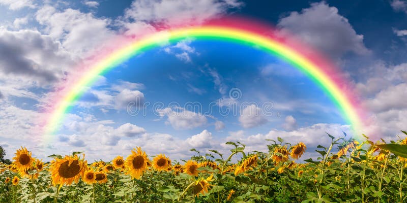 Agricultural landscape with sunflower field and rainbow. Agricultural landscape with sunflower field and rainbow