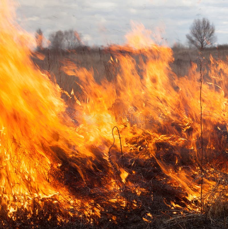 Big fire in the field stock image. Image of damage, burnt 179639725
