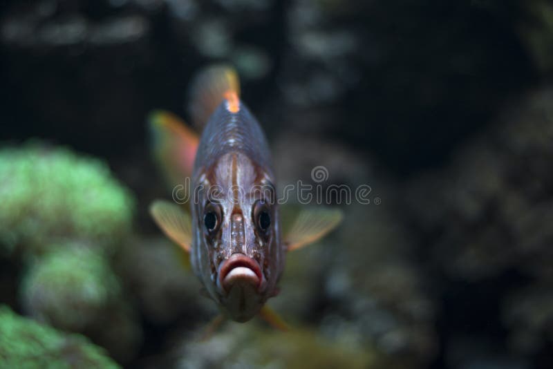 Big fish with orange fin in water. Gray water snake stock images, royalty-free photos and pictures