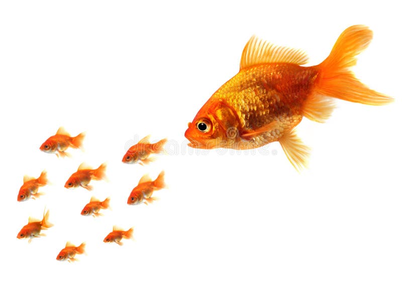 Big fish chasing little goldfish royalty free stock images