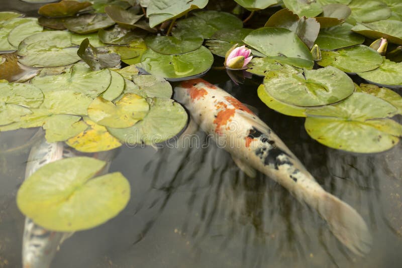 Big Fish in a Park Pond. Fish Swim in the Water Stock Image Image of