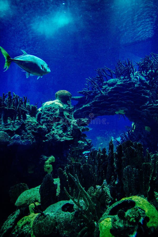 Big Fishes in Aquarium. Dark Deep Blue Water Stock Image Image of