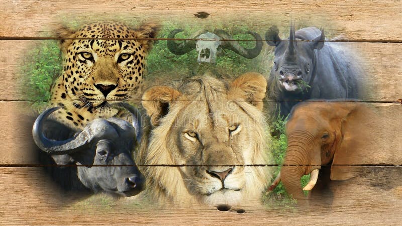 Animals Big Five Stock Illustrations – 249 Animals Big Five Stock Illustrations, Vectors & Clipart - Dreamstime Animals Big Five Stock Illustrations – 249 Animals Big Five Stock Illustrations, Vectors & Clipart - Dreamstime