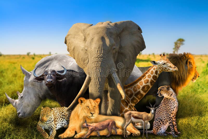 133,245 African Animals Stock Photos - Free & Royalty-Free Stock Photos  from Dreamstime