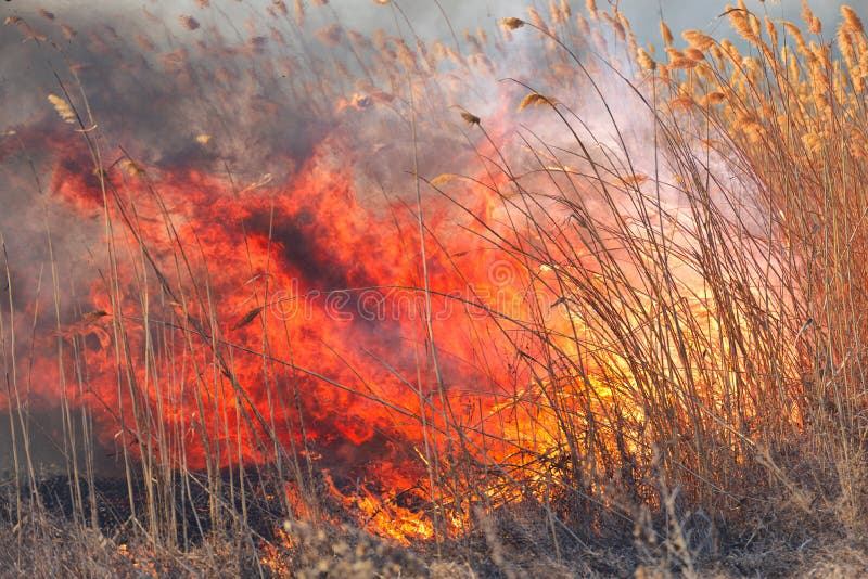Big Flames On Field During Fire. Accidental Disaster Stock Photo