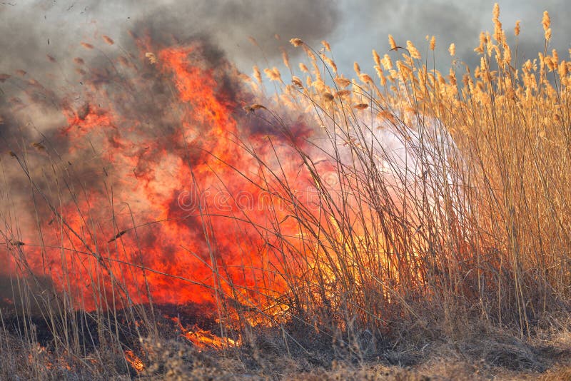 Big Flames on Field during Fire. Accidental Disaster Stock Photo