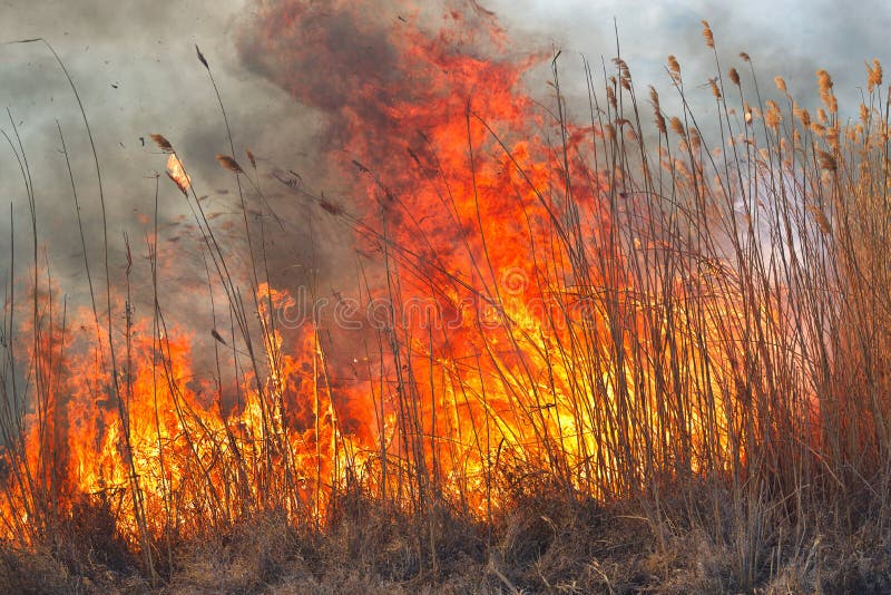 Big Flames on Field during Fire. Accidental Disaster Stock Photo