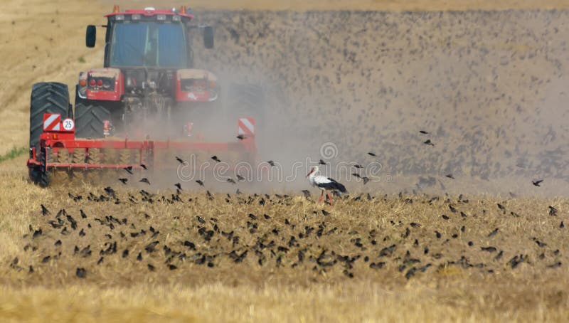 Big flock of common starlings Sturnus vulgaris and white stork feeding on plowing field right after tractor