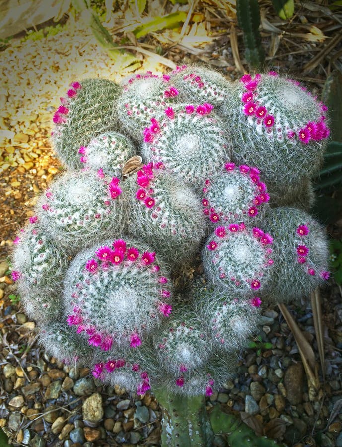 Big flowering old lady cactus, mamillaria crown of pink tiny flowers