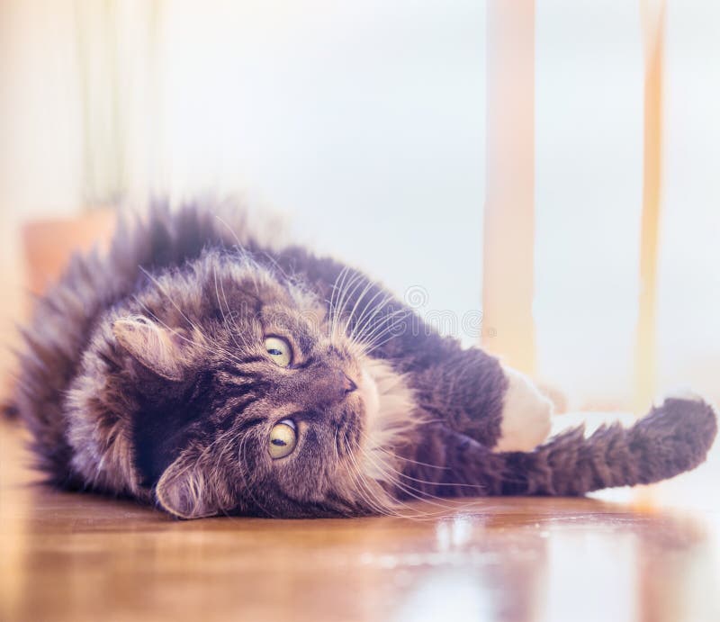Big fluffy cat lying on wood floor at home and looking playful into the camera royalty free stock images Big fluffy cat lying on wood floor at home and looking playful into the camera royalty free stock images