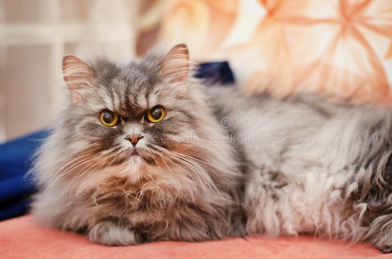 4,111 Big Fluffy Grey Cat Photos Free & RoyaltyFree Stock Photos