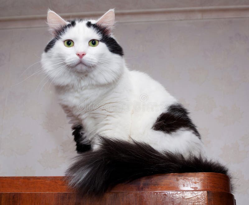 Big, Fluffy White Cat With Black Spots Sitting Stock Photo Image of