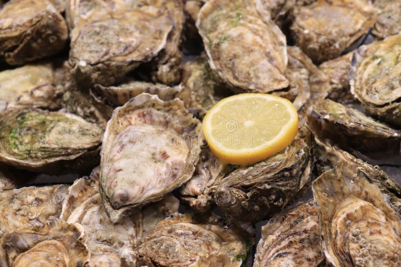 Big fresh oysters stock photo. Image of fragility, market 187738542