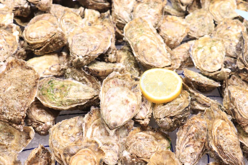 Big fresh oysters stock photo. Image of receipe, supermarket 196262664