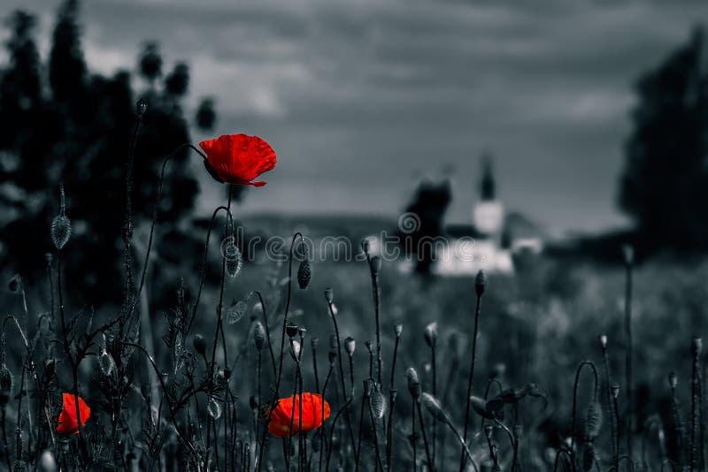 Big fresh poppies in the field