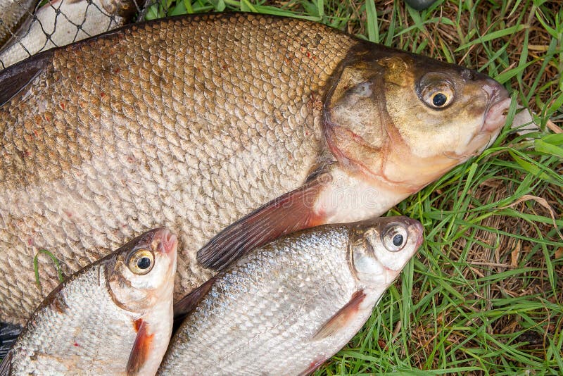 Pile of just taken from the water big freshwater common bream known as bronze bream or carp bream Abramis brama and white bream or silver fish known as blicca bjoerkna with fishing rod with reel on natural background. Natural composition of fish, black fishing net and fishing rod with reel on green grass. Pile of just taken from the water big freshwater common bream known as bronze bream or carp bream Abramis brama and white bream or silver fish known as blicca bjoerkna with fishing rod with reel on natural background. Natural composition of fish, black fishing net and fishing rod with reel on green grass.