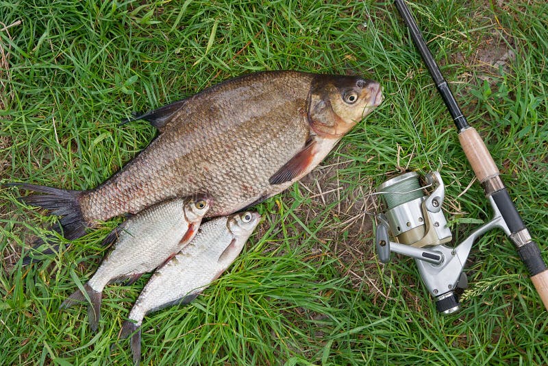 Pile of just taken from the water big freshwater common bream known as bronze bream or carp bream & x28;Abramis brama& x29; and white bream or silver fish known as blicca bjoerkna with fishing rod with reel on natural background. Natural composition of fish, black fishing net and fishing rod with reel on green grass. Pile of just taken from the water big freshwater common bream known as bronze bream or carp bream & x28;Abramis brama& x29; and white bream or silver fish known as blicca bjoerkna with fishing rod with reel on natural background. Natural composition of fish, black fishing net and fishing rod with reel on green grass.