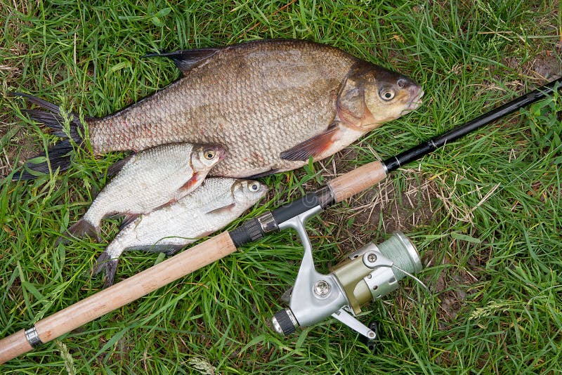 Pile of just taken from the water big freshwater common bream known as bronze bream or carp bream Abramis brama and white bream or silver fish known as blicca bjoerkna with fishing rod with reel on natural background. Natural composition of fish, black fishing net and fishing rod with reel on green grass. Pile of just taken from the water big freshwater common bream known as bronze bream or carp bream Abramis brama and white bream or silver fish known as blicca bjoerkna with fishing rod with reel on natural background. Natural composition of fish, black fishing net and fishing rod with reel on green grass.