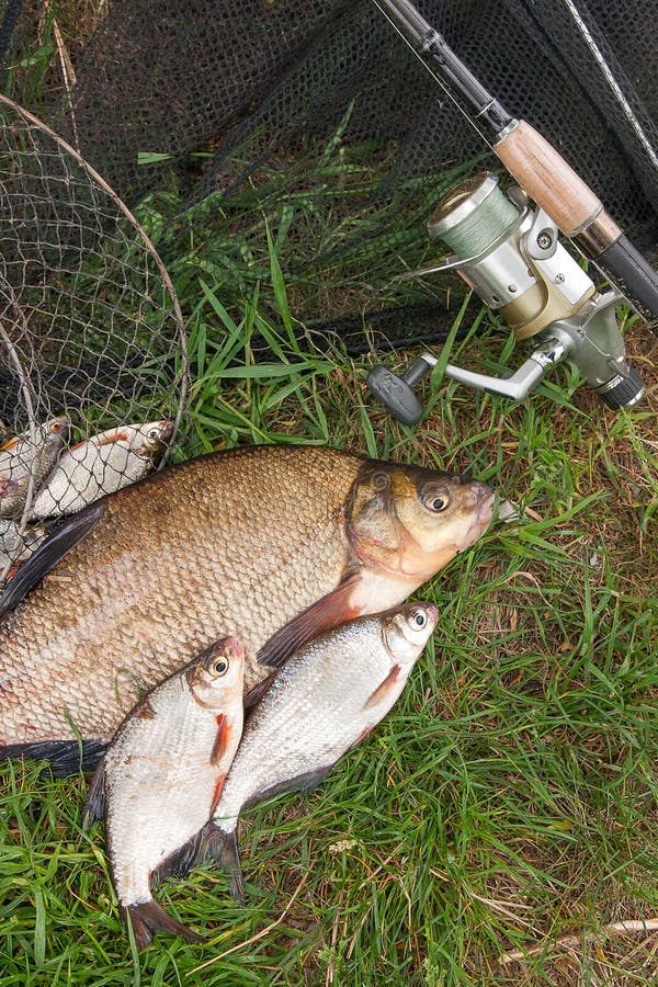 Pile of just taken from the water big freshwater common bream known as bronze bream or carp bream Abramis brama and white bream or silver fish known as blicca bjoerkna with fishing rod with reel on natural background. Natural composition of fish, black fishing net and fishing rod with reel on green grass. Pile of just taken from the water big freshwater common bream known as bronze bream or carp bream Abramis brama and white bream or silver fish known as blicca bjoerkna with fishing rod with reel on natural background. Natural composition of fish, black fishing net and fishing rod with reel on green grass