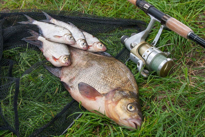Pile of just taken from the water big freshwater common bream known as bronze bream or carp bream Abramis brama and white bream or silver fish known as blicca bjoerkna with fishing rod with reel on natural background. Natural composition of fish, black fishing net and fishing rod with reel on green grass. Pile of just taken from the water big freshwater common bream known as bronze bream or carp bream Abramis brama and white bream or silver fish known as blicca bjoerkna with fishing rod with reel on natural background. Natural composition of fish, black fishing net and fishing rod with reel on green grass