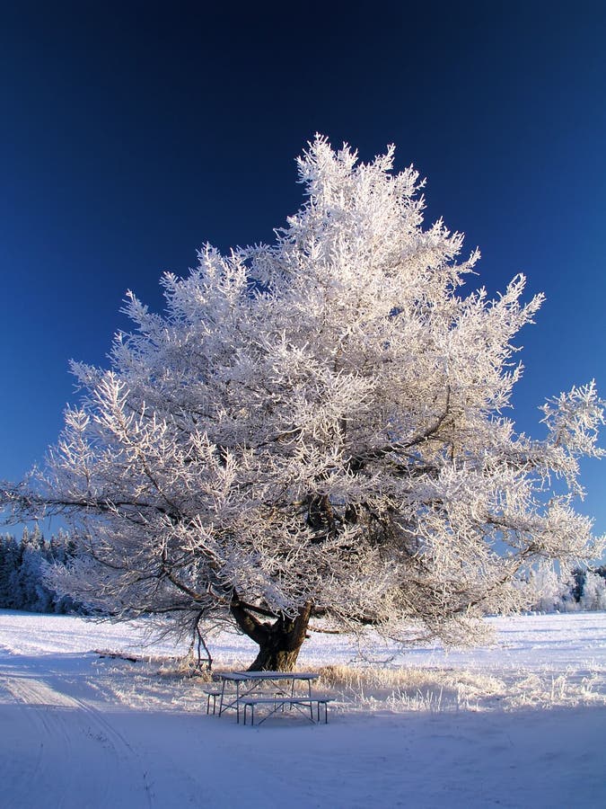 Frost tree stock photo. Image of plant, snow, frosty - 26084718