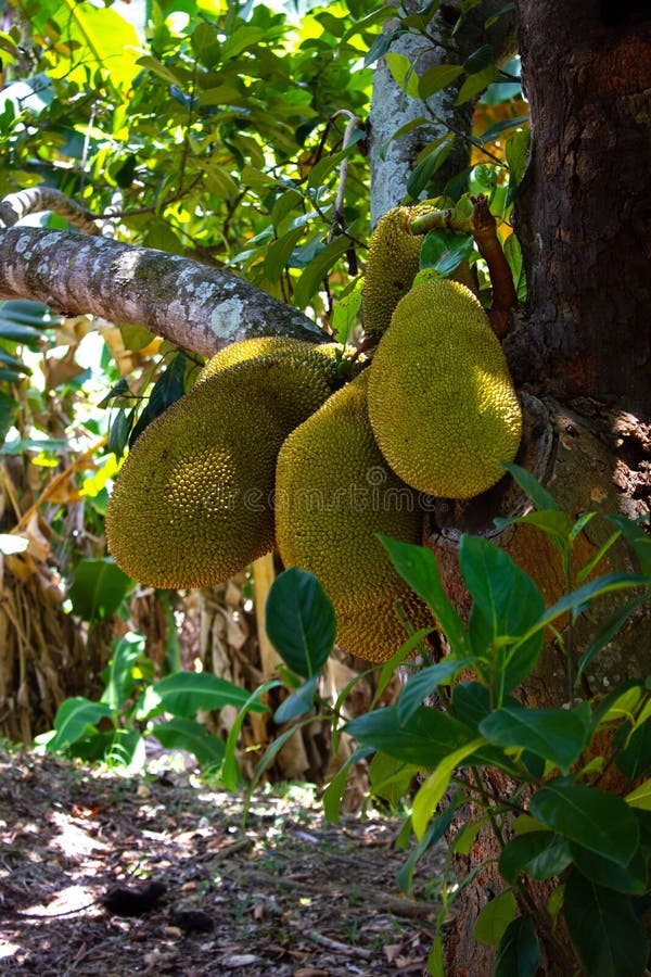 3 big fruits of the Jackfruit tree (Artocarpus heterophyllus) stock photos 3 big fruits of the Jackfruit tree (Artocarpus heterophyllus) stock photos